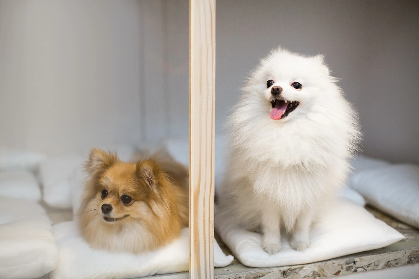 Вакцинация и профилактика в Зверополис