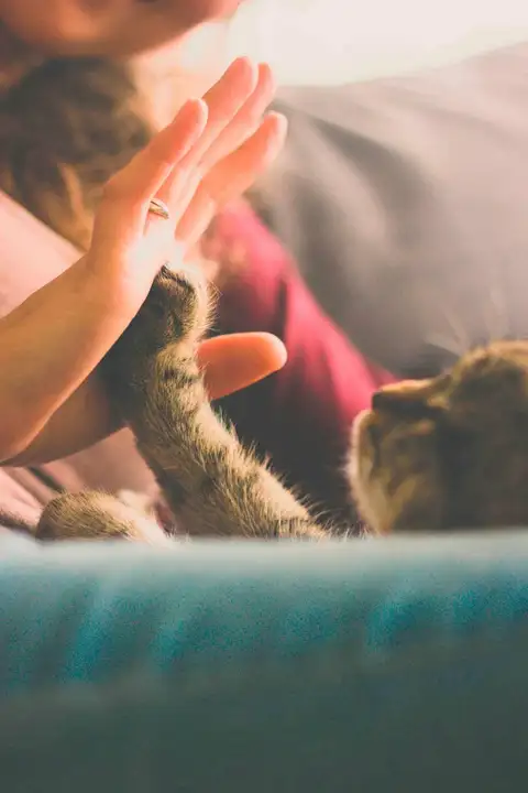 Зверополис - сеть ветеринарных центров, развивающих семейную медицину