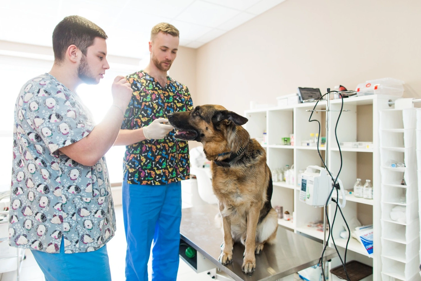 Ветеринарная стоматология в Киеве: лечение зубов у кошек и собак по доступной цене