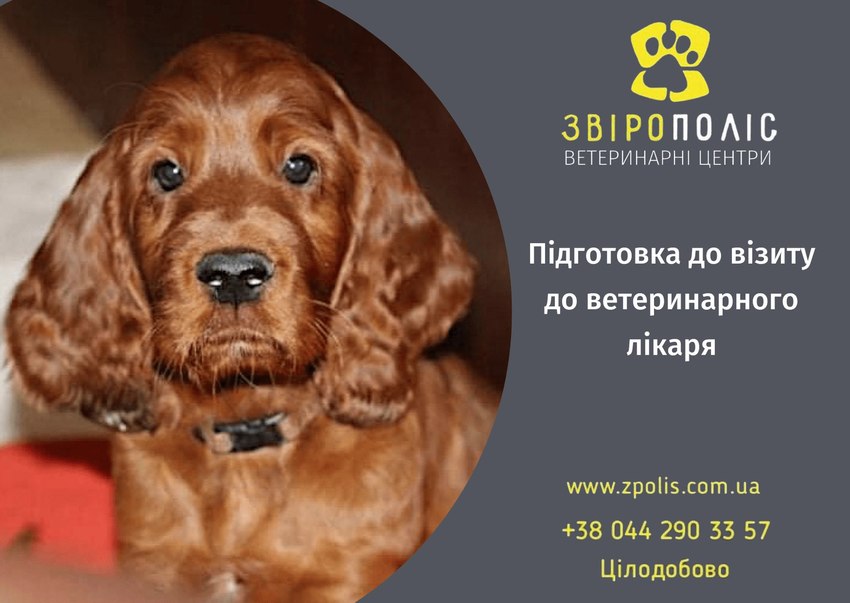 Поради для успішного візиту до ветеринарного лікаря від фахівців ветеринарних центрів Звірополіс