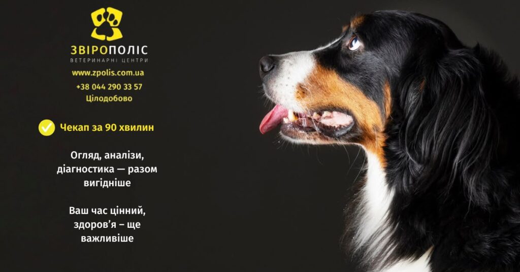 Комплексний ветеринарний чекап собаки за 90 хвилин
