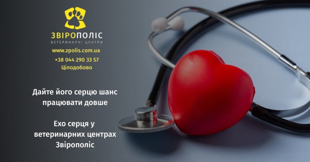 Ехо серця для тварин у ветеринарному центрі Звірополіс