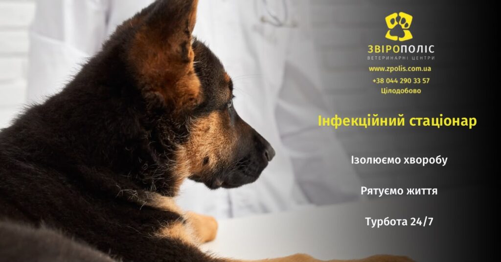 Інфекційний стаціонар для собак у ветеринарному центрі Звірополіс