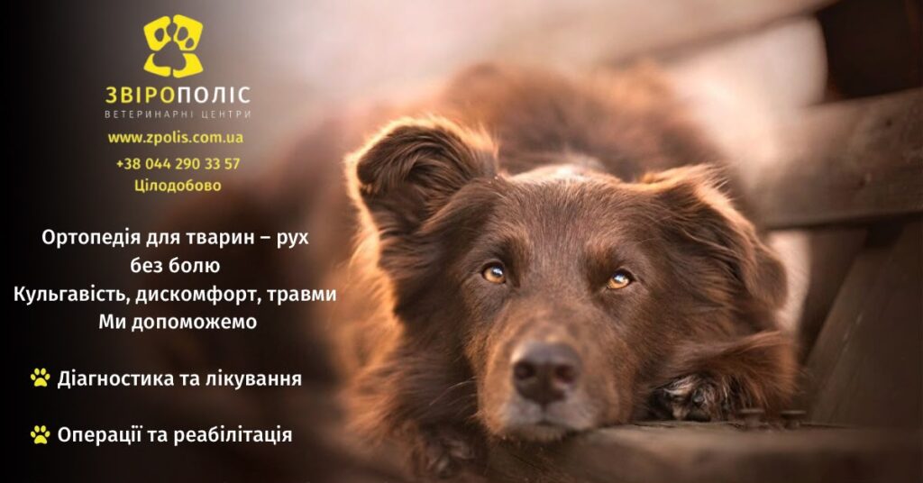 Ортопедія для тварин: діагностика та лікування собак