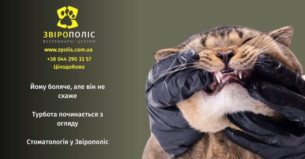 Ветеринарна стоматологія для котів у центрі Звірополіс