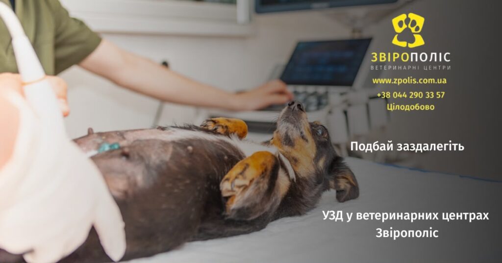 УЗД собаці у ветеринарному центрі Звірополіс
