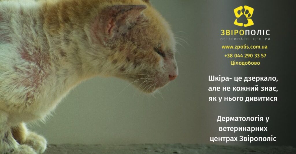 Ветеринарна дерматологія для котів у центрі Звірополіс