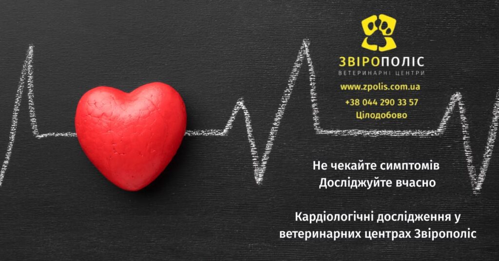Кардіологічні дослідження тварин у ветеринарному центрі Звірополіс