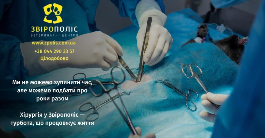 Хірургічна операція тварині у ветеринарній клініці Звірополіс