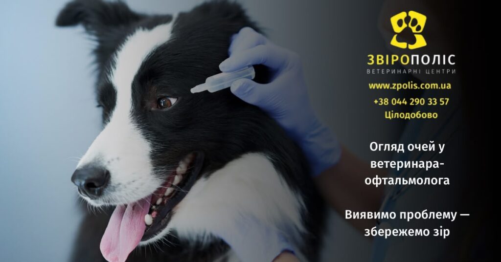 Огляд очей собаки ветеринаром-офтальмологом у Звірополіс