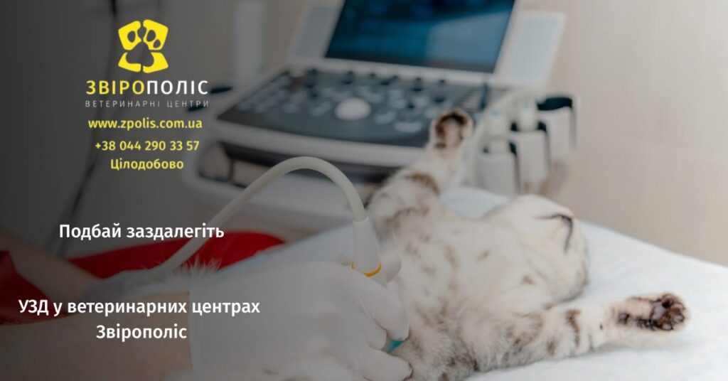 УЗД кота у ветеринарному центрі Звірополіс